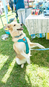 Event: Paws In The Park